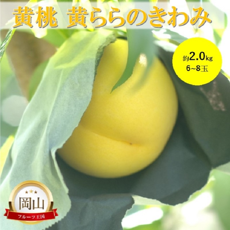 
            [№5615-0759]岡山県産 黄桃 黄ららのきわみ (約2.0kg) 6～8玉 桃 もも 果物 フルーツ
          