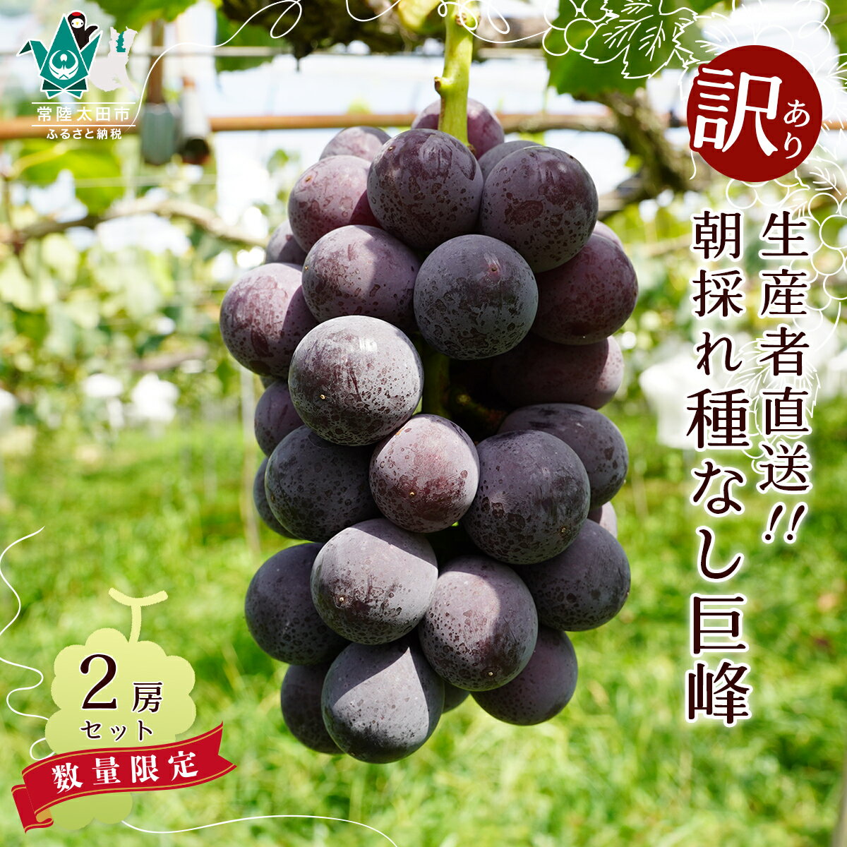 【ふるさと納税】訳あり ぶどう 巨峰 種なし 2房 先行予約｜ 訳あり ぶどう 巨峰 葡萄 生産者直送 朝採れ 種なし グレープ 果物 フルーツ 甘い おいしい 旬 農家直送 新規就農 甘い 限定 果樹 人気 茨城県 常陸太田市