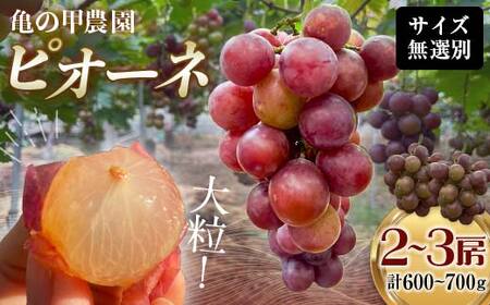 【先行予約】【農薬・化学肥料不使用】ぶどうの房 2～3房（600～700g） フルーツ ぶどう 葡萄 ブドウ ピオーネ 有機 無農薬 山口県 山陽小野田市 ふるさと納税 F6L-1225