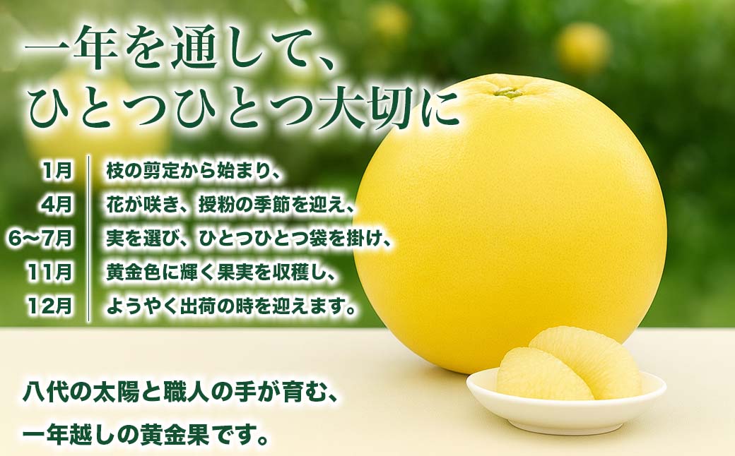 【先行予約】 晩白柚 ばんぺいゆ 3Lサイズ 2玉 約5kg 果物 果実 くだもの フルーツ 柑橘 柑橘類 熊本県 八代市 【2026年12月上旬より順次発送】