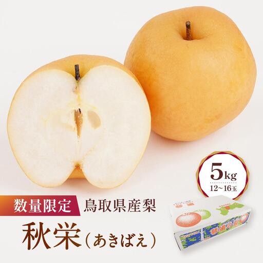 数量限定 鳥取県産梨 秋栄（あきばえ） 5kg（12～16玉）|梨