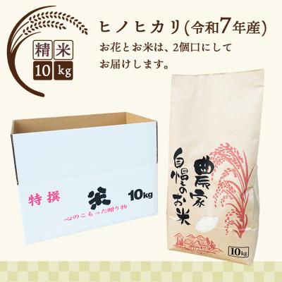 ふるさと納税 神埼市 【先行受付】鉢花 プリムラ・オブコニカ5号鉢×3鉢+ヒノヒカリ10kgセット(H069123) |  | 02