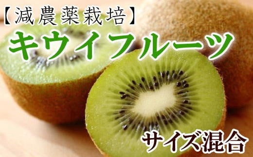 【減農薬栽培】和歌山産キウイフルーツ約3kg（サイズ混合）★2025年２月中旬頃より順次発送