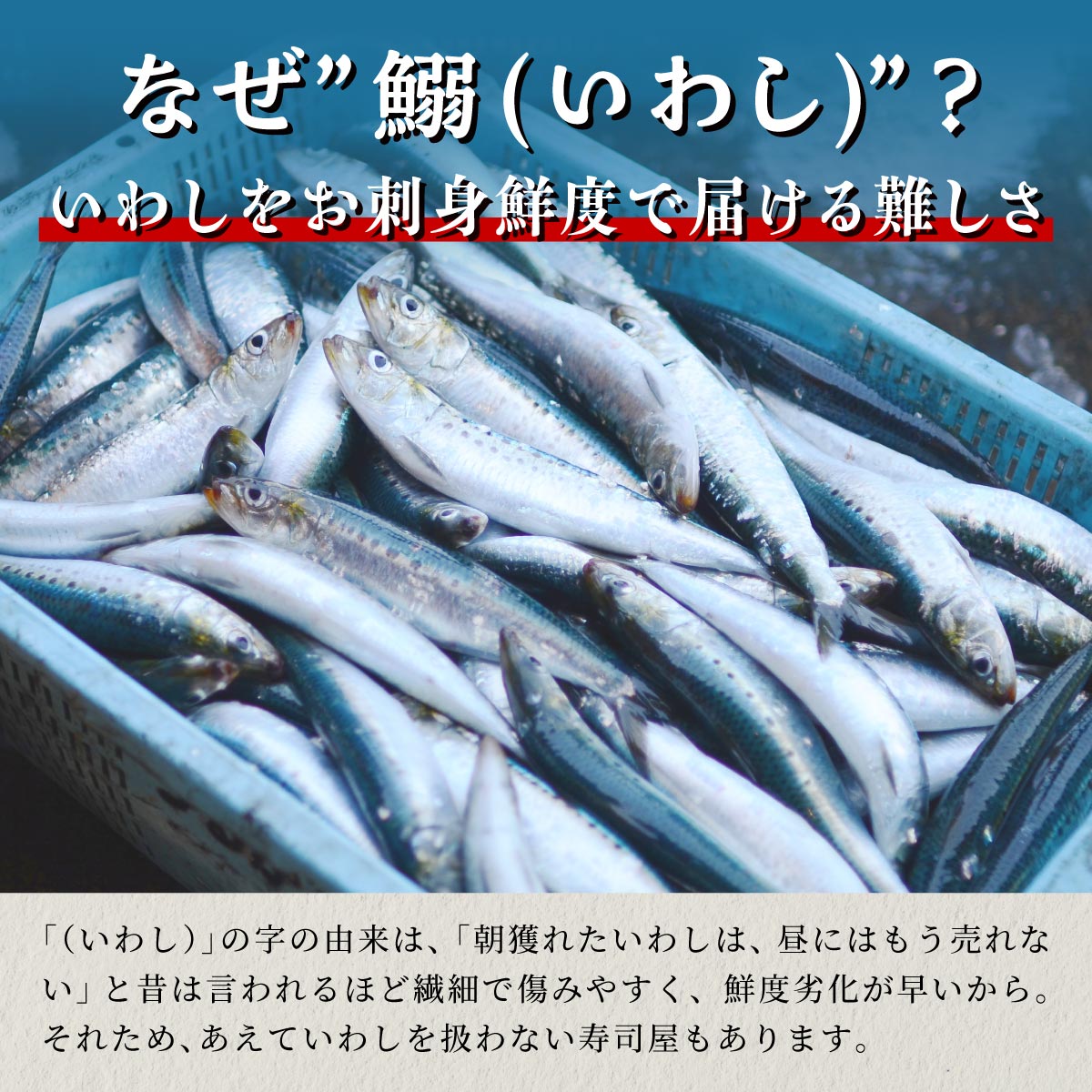 北海道産「刺身いわし」【20枚×4パック（40尾分）】