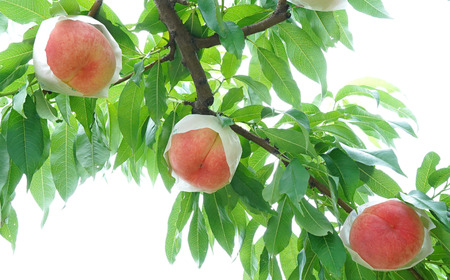 先行予約 白桃 約5kg 令和8年度 贈答用桃 新潟県三条市産 桃 三次郎農園