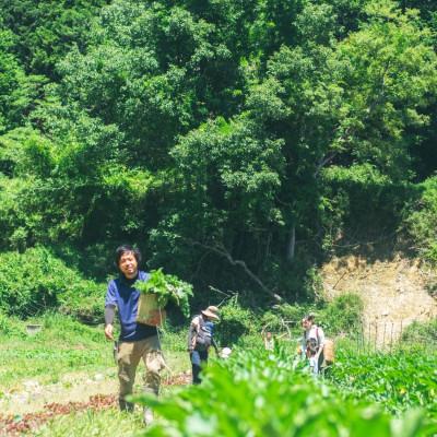 ふるさと納税 能勢町 【発送月固定定期便】大阪能勢産　べじたぶるぱーくの新鮮野菜詰合せLセット(10種類)　下旬全12回 |  | 01