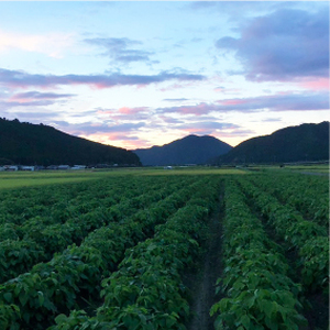 特別栽培米　丹波コシヒカリ　5kg