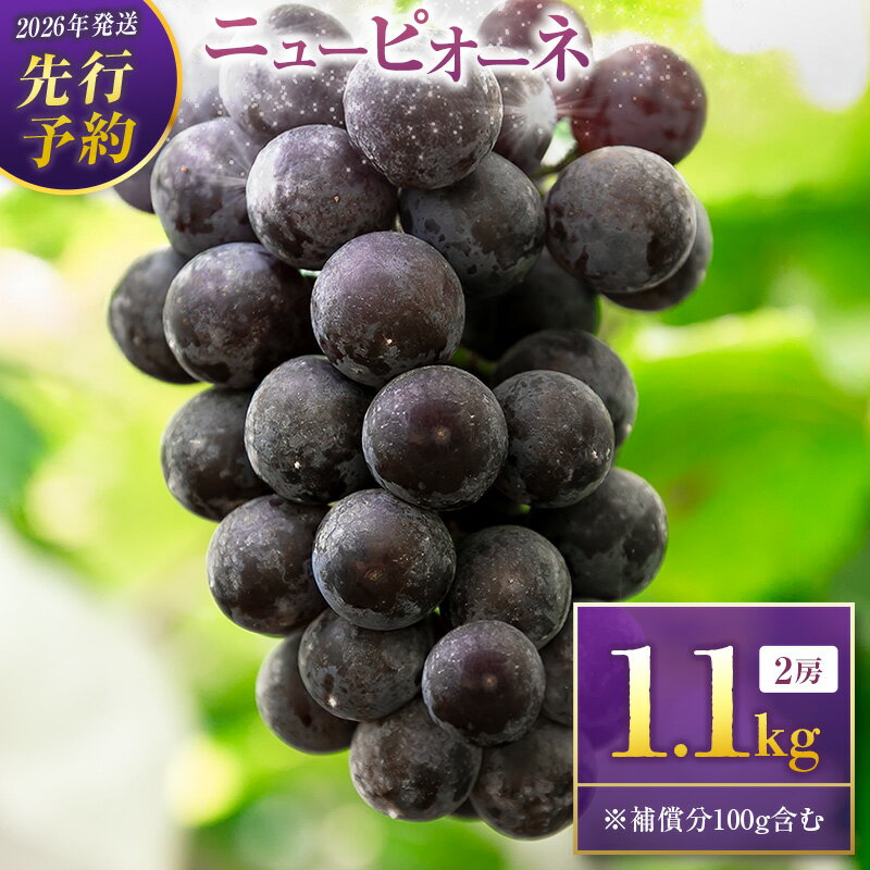【ふるさと納税】＜2026年発送＞先行予約 ニューピオーネ1.0kg+100g補償付き（2房入り）人気 ブドウ フルーツ 果物