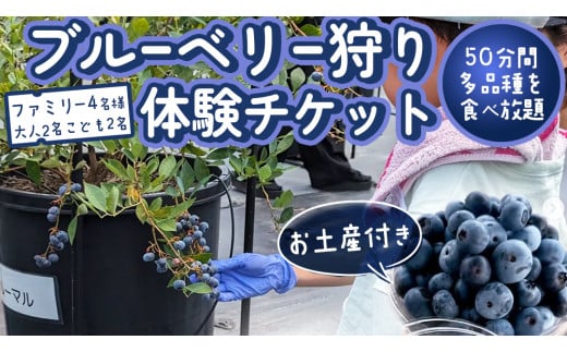 【寄附受付は2025年8月5日まで】 ブルーベリー狩り 体験チケット 《ファミリー４名様プラン お土産付き》 ブルーベリー ベリー  食べ比べ  食べ放題 収穫 収穫体験 体験 チケット 招待券 レジャー 観光 旅行 ファミリー ふれあい お土産 おみやげ 持ち帰り テイクアウト 多品種 果実 果物 くだもの フルーツ 自然体験 農業体験 茨城県 桜川市 [DZ010sa]