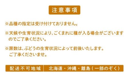 【先行予約】＜赤秀＞ 種無しぶどう セット 3-5房 2kg BKCI001 ぶどう