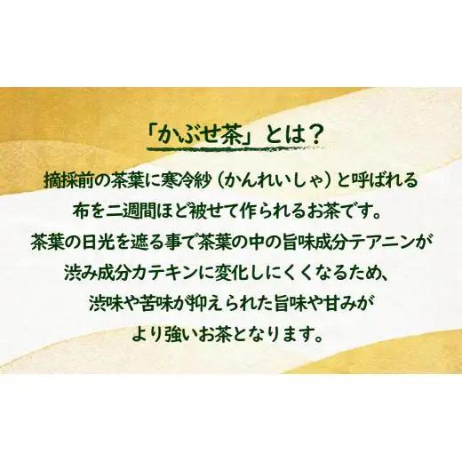 世知原茶 青々しい薫りと旨みの上かぶせ【12回定期便】