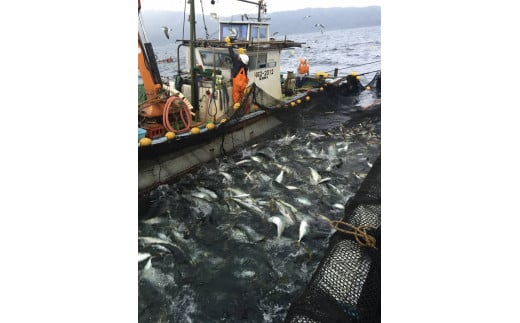 
            漁協直送　粟島の天然寒ブリ　6㎏以上
          