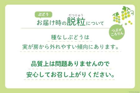 【2026年発送】シャインマスカット 予約 約 3kg 5～ 6房