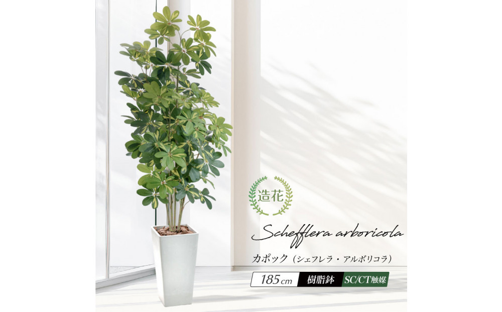 人工観葉植物 カポック斑入り 185cm 樹脂鉢Lサイズ白 SC触媒加工済