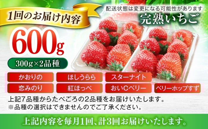 いちご イチゴ 苺 ストロベリー 果物 果実 フルーツ くだもの 岐阜県産 国産