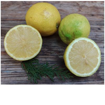 ふるさと納税 湯浅町 ＜訳あり＞庄助農園の国産レモン2.5kg(家庭用品)