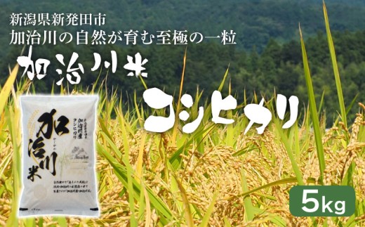 【加治川米コシヒカリ】令和7年産 新潟県産 コシヒカリ 5kg  新潟県 新発田市 加治川産 新発田産 新潟 ふるさと納税 精米 米 お米 こしひかり 白米 米 お米 こめ コメ ライス ご飯 ごはん 美味しい 贈り物 国産 新潟県 新発田市 お取り寄せ 令和7年産米 産地直送 GAP認証 JGAP アグリ加治川 agk002