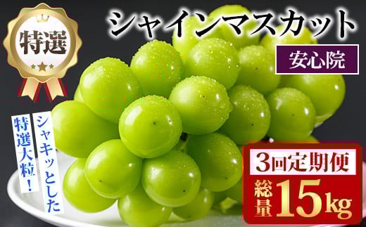 ＜定期便・全3回(連続)＞特選シャインマスカット(総量15kg・約5kg×3回)シャインマスカット ぶどう 葡萄 フルーツ 果物 くだもの 果実 特選＜先行予約受付中！2025年8月下旬より順次発送予定＞＜北海道、沖縄、離島配送不可＞【206300400】【大分県農業協同組合　北部エリア】