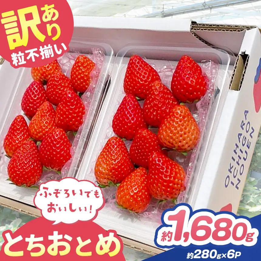 訳あり 粒不揃い とちおとめ 560g (280g×2P)  | 栃木県 矢板市 澳原いちご農園