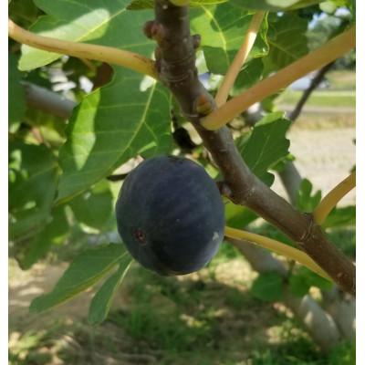 ふるさと納税 高松市 【数量限定!】ご家庭用黒いちじく(サイズ混合)　約1kg