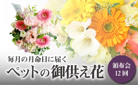 【頒布会12回】八女のお花を使った「毎月の月命日に届くペットの御供え花」＜配送不可：北海道・沖縄・離島＞　036-T004