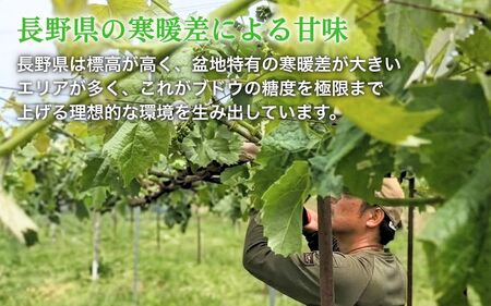 【2026年産】シャインマスカット 信州上田産 2房～3房 約1kg ぶどう 葡萄 ブドウ マスカット 1kg 果物 くだもの フルーツ デザート 旬の果物 旬のフルーツ 長野県 長野