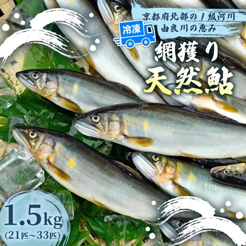 天然鮎 網獲り 冷凍 約1.5kg（約21匹～33匹）あゆ 鮎