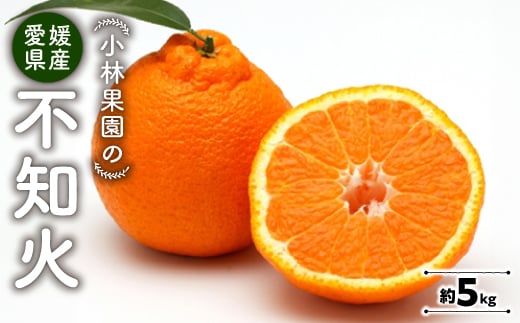 
            小林果園の不知火(約5kg)＜C24-20＞_ みかん ミカン 柑橘 しらぬい 不知火 フルーツ くだもの 果物 ふるーつ 青果 果実 甘い ジューシー 産直 産地直送 旬 柑橘類 人気 愛媛 果汁 八幡浜市 【1124426】
          