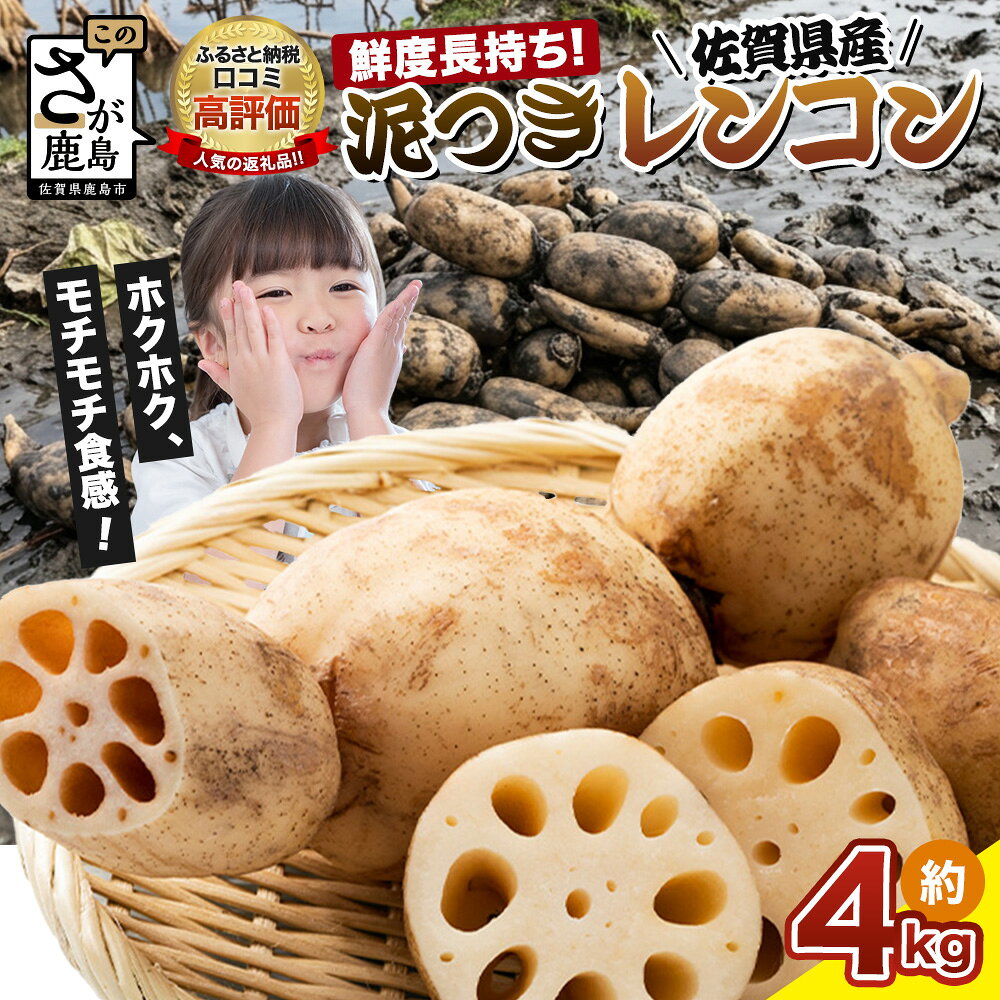 【ふるさと納税】★4.3 予約受付 佐賀県産 れんこん 約4kg 新鮮 野菜 鮮度長持ち 泥つき 蓮根 | ふるさと納税 野菜 やさい レンコン れんこん 蓮根 根菜 国産 佐賀県 鹿島市 ふるさと 人気 送料無料 A-169