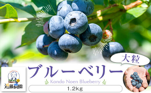 
                  BS-228 【先行予約】特選ブルーベリー 1.2㎏（200g×6） 【7月下旬以降順次発送】(B-3)
                