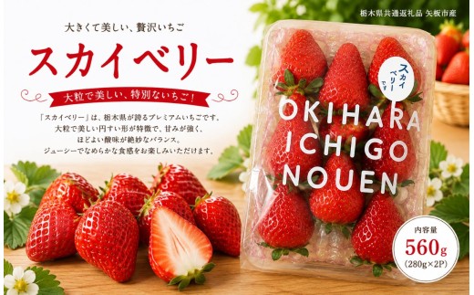 【先行予約】いちご スカイベリー 560g (280g×2P)｜いちご 苺 ichigo 女峰 ミルキーベリー とちひめ とちあいか とちおとめ やよいひめ 粒 栃木県 那珂川町 送料無料【栃木県共通返礼品】