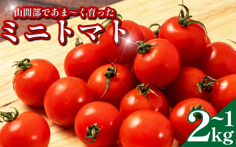
                  【 先行予約 出荷2026年8月～ 】 甘い ミニトマト 1kg 2kg 選べる 産地直送 旬 トマト リコピン ビタミンC 野菜 美容 栄養 おいしい お弁当 夕飯 サラダ おかず  徳島 三好 みよし
                