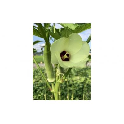 ふるさと納税 善通寺市 【先行予約受付中】夏のお野菜セット ( 旬の夏野菜 5〜10種類前後 ) |  | 01