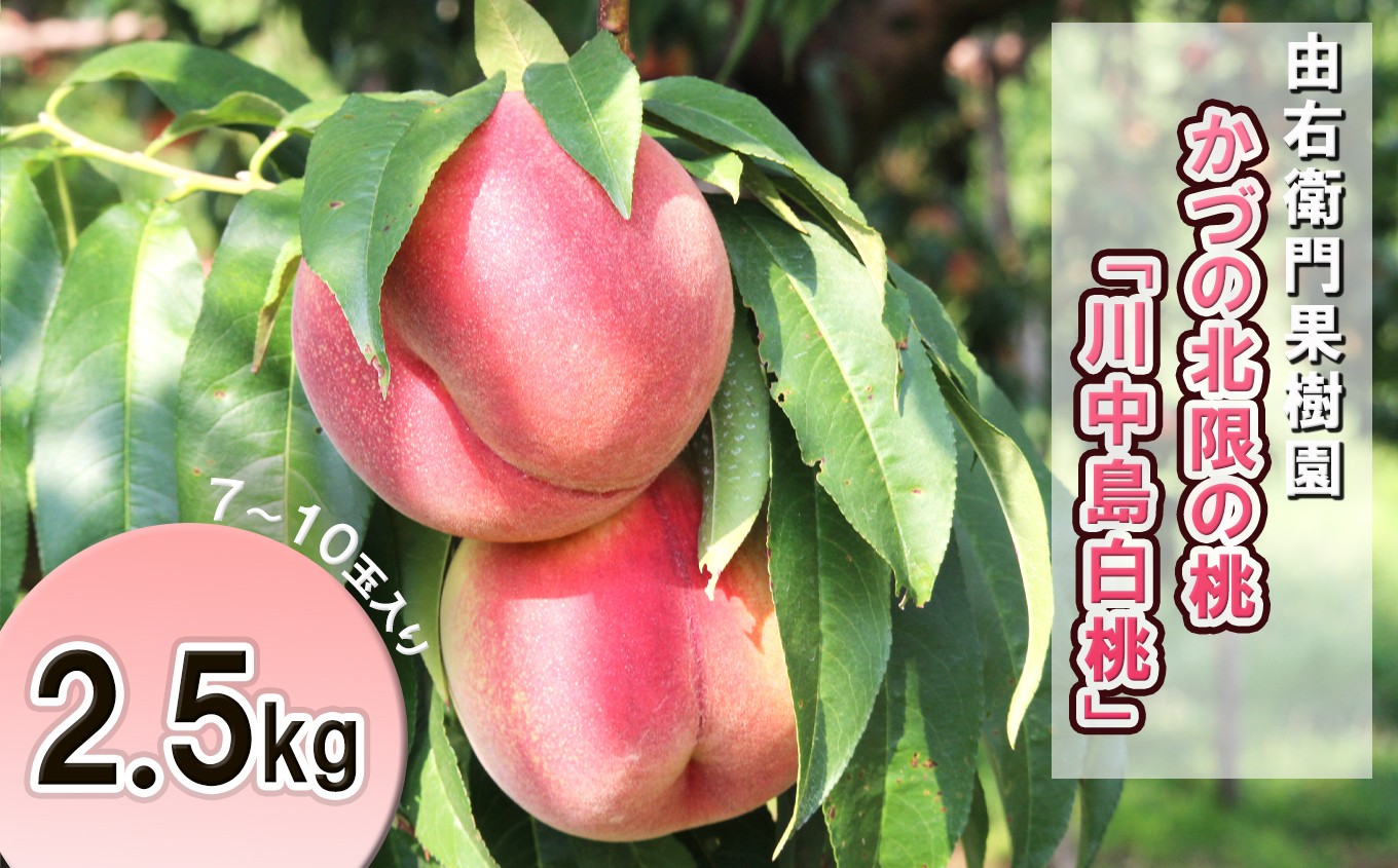
                  《 先行予約 》かづの北限の桃「川中島白桃」約2.5kg（7～10玉）●2026年9月上旬発送開始【由右衛門果樹園】桃 もも モモ お盆 お見舞い 内祝い おすそ分け 完熟 国産桃 お中元 お歳暮 グルメ ギフト 故郷 秋田 あきた 鹿角市 鹿角 送料無料
                