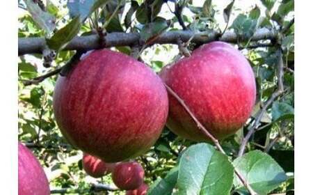 季節のりんご 約 2.7kg（8～10個） 口内産 9月発送開始 岩手県 北上市 産地直売所 あぐり夢 くちない B0417 品種おまかせ お試し ふじ シナノゴールド りんご リンゴ 林檎 果物 フ