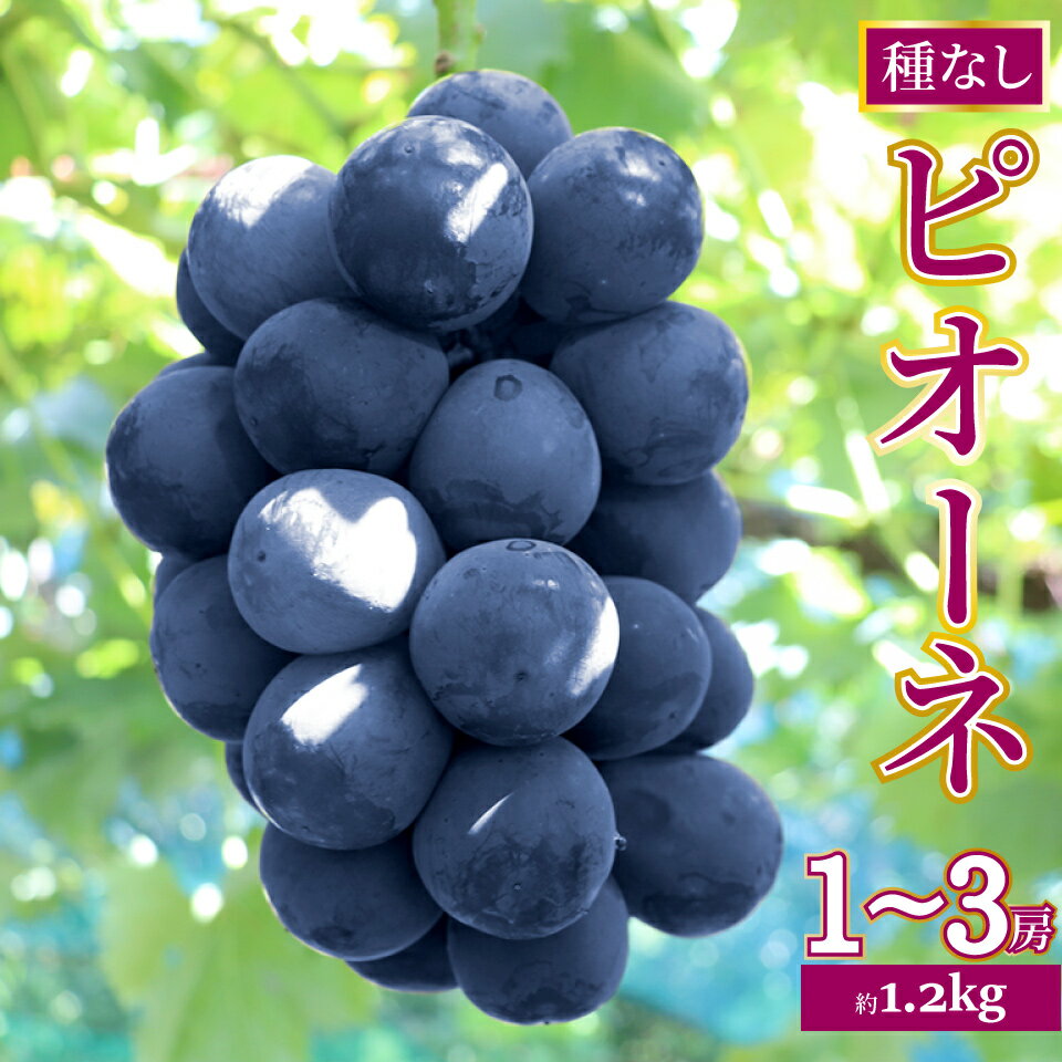 【ふるさと納税】先行予約＜ピオーネ 約1.2kg（1～3房）＞ ぶどう grape fruit フレッシュ 旬 果物 くだもの 高知県 佐川町産【冷蔵】＜2026年8月上旬以降に発送＞