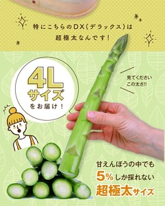 SB0880　グリーンアスパラガス 砂丘育ちの「甘えんぼう DX(デラックス)」 4Lサイズ　1kg