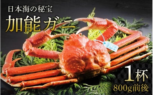 加能ガニ 1杯（800ｇ前後）【配送不可地域：北海道・沖縄県・離島】| 加能がに ズワイガニ かに カニ 蟹 ボイル 姿 ずわいがに 冷蔵 800グラム 魚介類 魚介 海鮮 国産 雄 オス