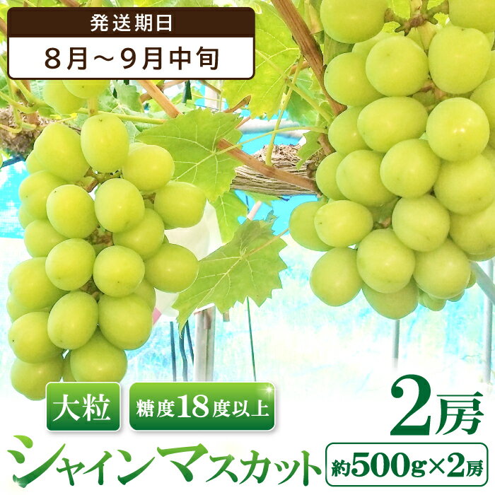 【ふるさと納税】 シャインマスカット 2房入り 約500g 2房入り 大粒 糖度18度以上 ぶどう 8月〜9月中旬 期間限定 季節限定 ブドウ 果物 くだもの 島根県産 大田市