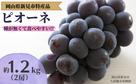 大原観光果樹園 ピオーネ 約1.2kg 2房 【先行予約 2026年9月上旬から順次発送】