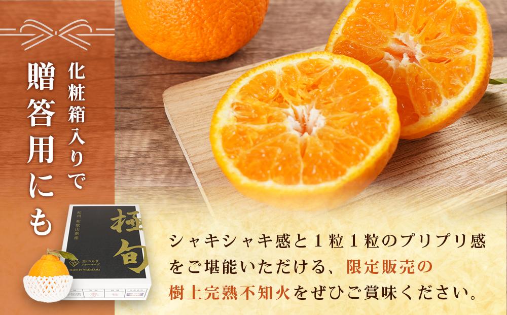 【贈答用化粧箱入】 不知火 樹上完熟 約2kg （5～8個入）【2026年2月下旬頃～3月下旬頃発送】【KG10】