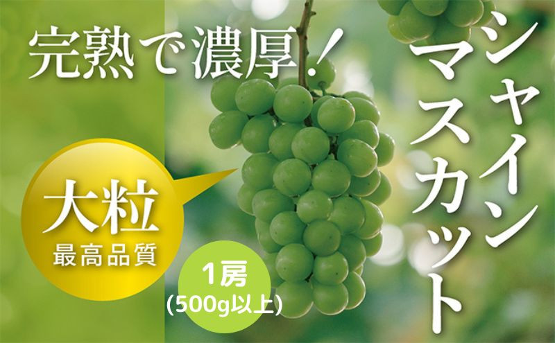 
            【令和7年産予約】完熟シャインマスカット1房（500ｇ以上）
          