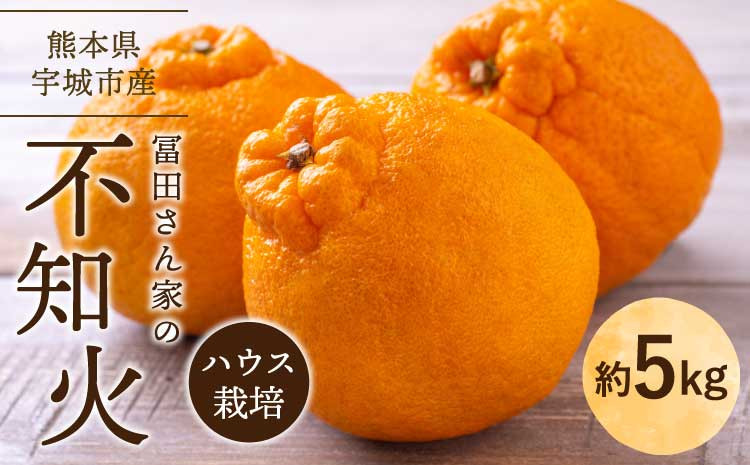 
            不知火 先行予約 冨田さん家の不知火 ハウス栽培 5kg しらぬい みかん 蜜柑 柑橘 常温 熊本県産 国産 九州 熊本県 宇城市 訳あり 家庭用 不揃い デコなし 傷あり B級品  SDGs 2026年1月中旬-1月下旬発送予定
          
