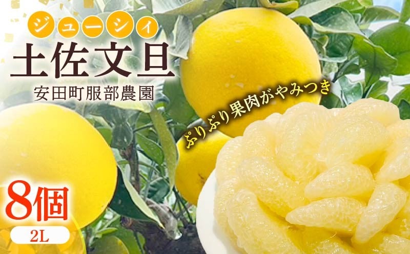 
            はっとりさんちの農園で育てた土佐文旦(2Lサイズ8個入り) 文旦 2L サイズ 8個入りぶんたん 柑橘 土佐文旦 旬 常温 デザート サラダ ジャム マーマレード ギフト お歳暮 贈答 高知県 安田町  HT-06
          