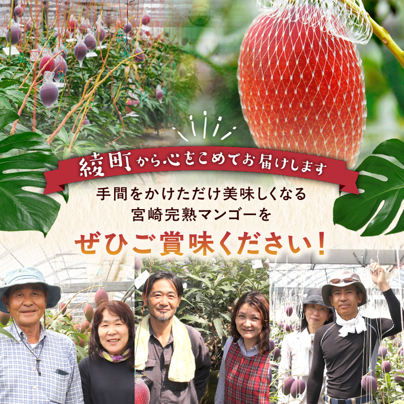 完熟マンゴー ２L×９玉（パック）【濃厚 宮崎 高級 果物 フルーツ 贈答 ギフト 甘い 送料無料 先行受付】