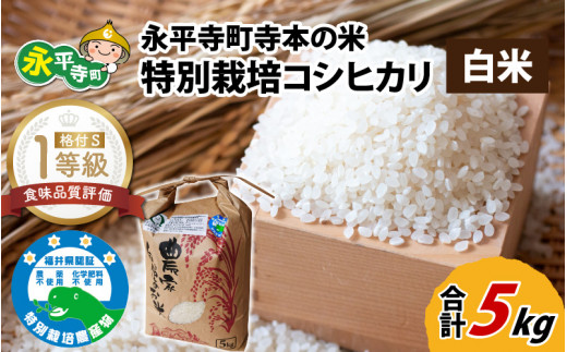 令和6年産  無農薬・化学肥料不使用 永平寺町寺本の米 特別栽培コシヒカリ 白米 5kg [B-027006]