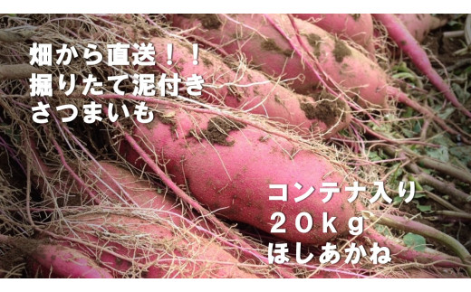 BZ-23　【2024年11月より順次発送】2024年度産 さつまいも 『ほしあかね』 約20kg(コンテナ入り)