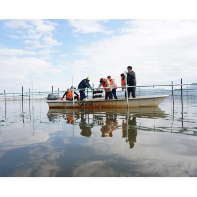 ふるさと納税 近江八幡市 [木珠×真珠]希少天然木と西の湖「琵琶パール」コバン型のネックレス(紫) |  | 03