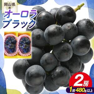 ぶどう 2026年 岡山県産 オーロラブラック 2房(1房480g以上)　化粧箱 入り | 葡萄 ぶどう フルーツ 果物 くだもの フレッシュ 国産 岡山 食品 人気 おすすめ 送料無料 ギフト 贈り物 贈答品 