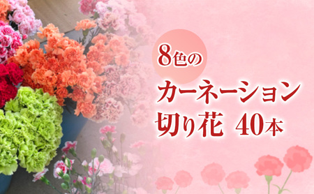 カーネーション 河津町 特産 生花 40本 発送 カーネーション